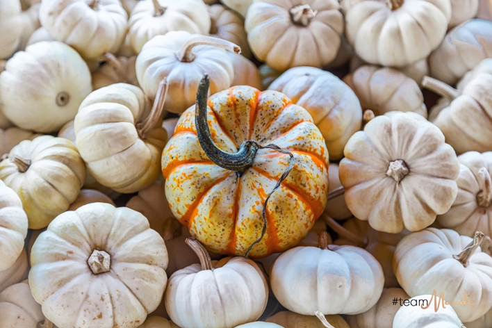 The 4 best pumpkin patches in Boise